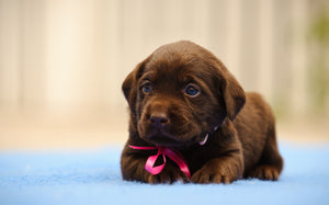 Photo of dark brown puppy with pink ribbon while laying on a light blue blanket